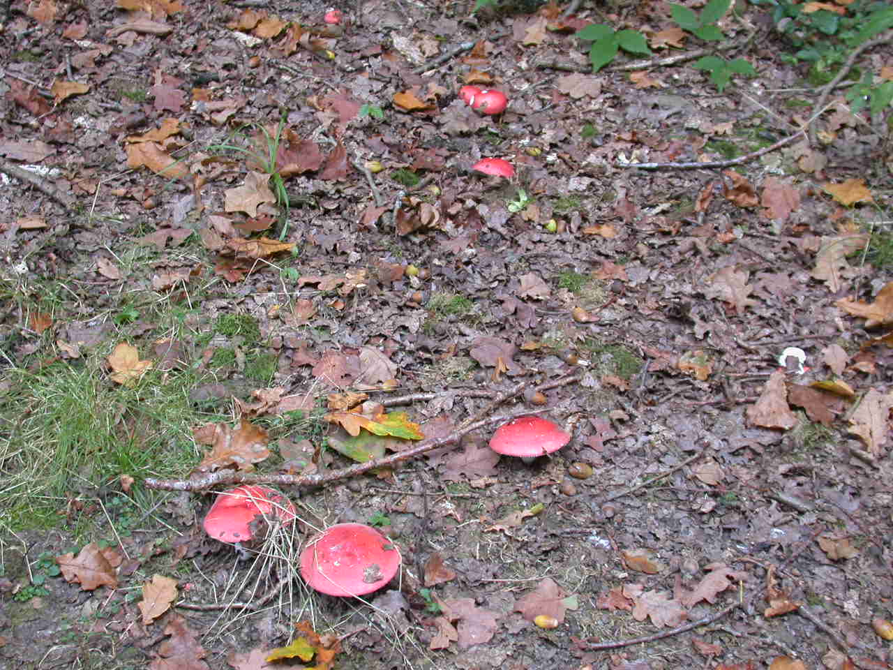 Funghi colorati ...oggi